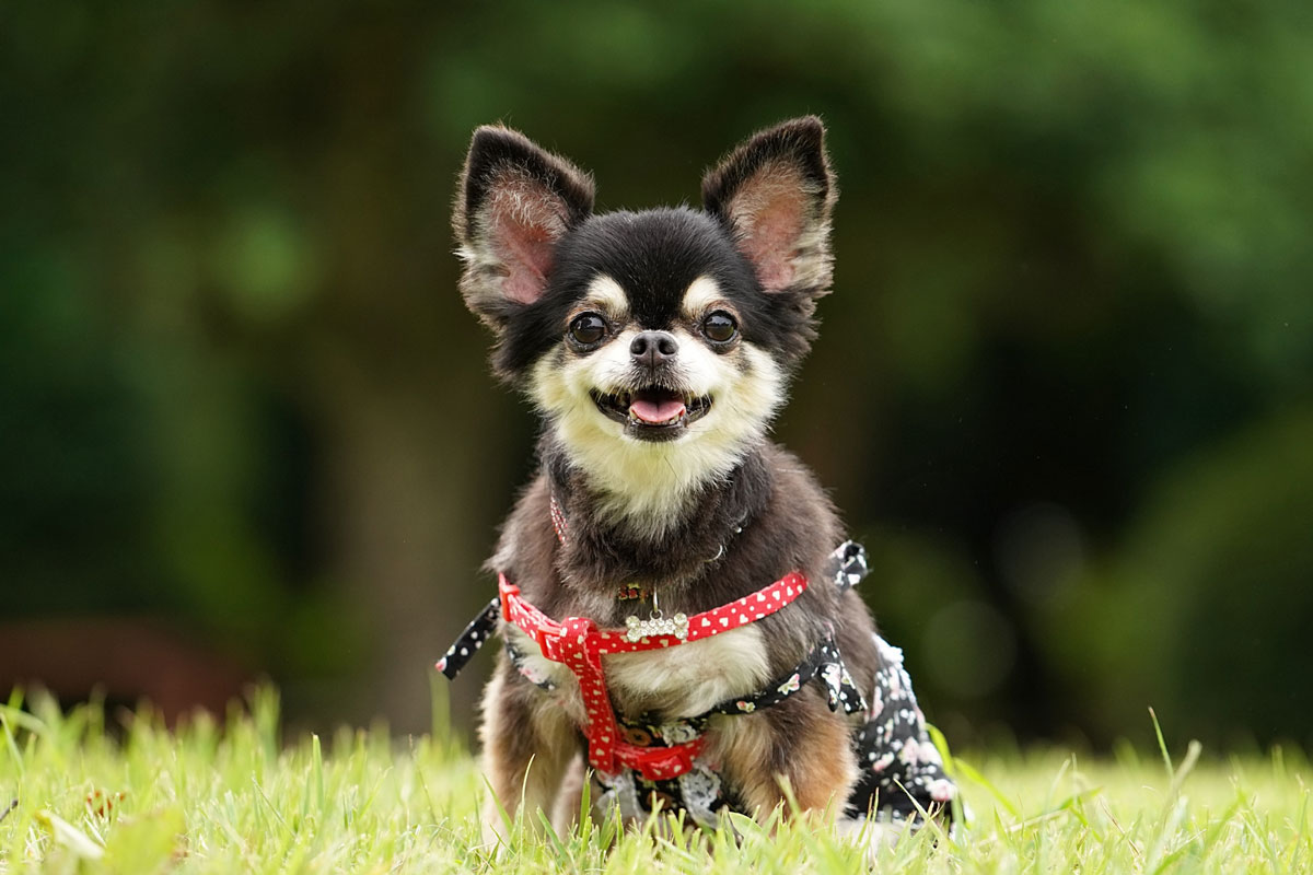 ペット可のホテルが人気