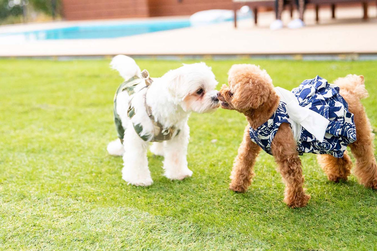 ペット同伴宿泊の需要と新サービスの拡大:宿泊施設が取り組むべきポイント