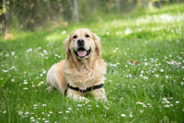 「ペット可」から「ペットが主役」の宿へ。愛犬家を虜にするヴィラ・ブランディング